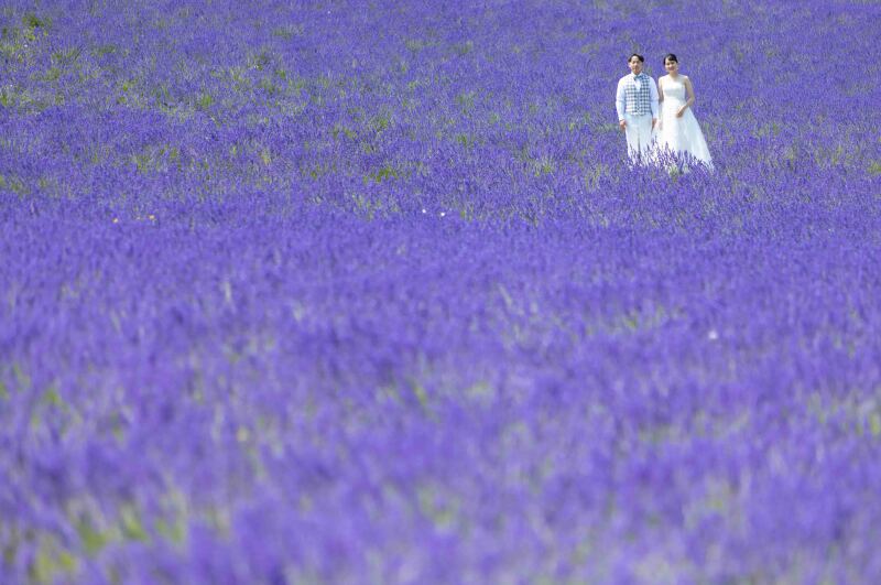 丘のうえ(Hills Studio)_ガーデンで撮影できる