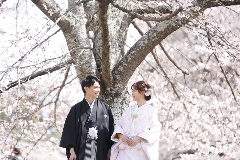 王道桜ショット