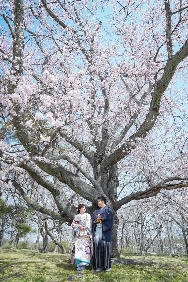 和装ロケーション桜フォト