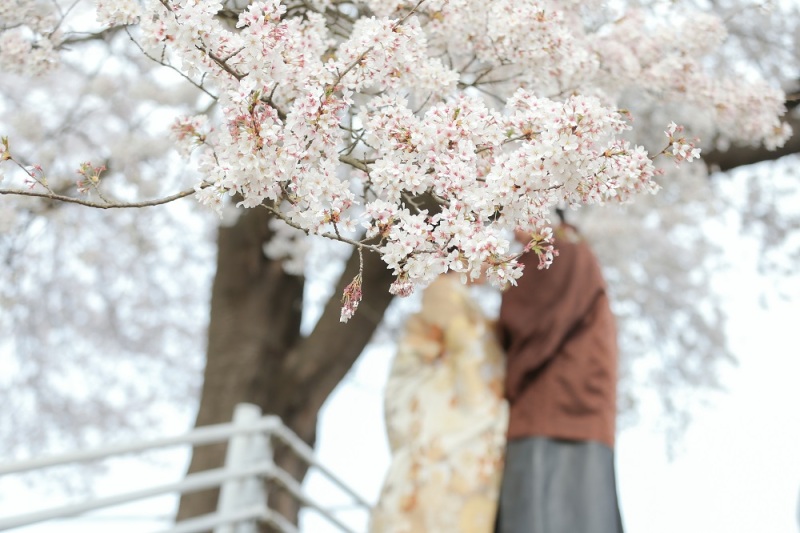 桜越しに