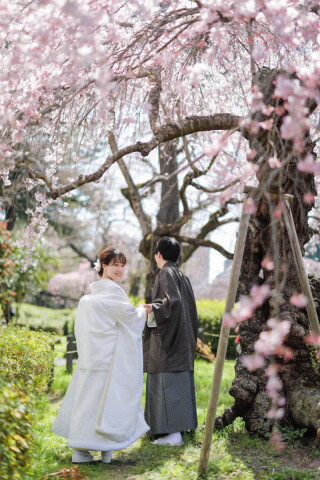 桜満開ロケーションフォト！