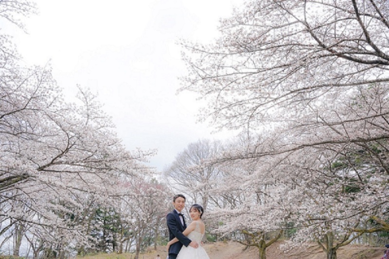 たくさんの桜の木を背景に