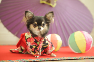 ペット衣装レンタル