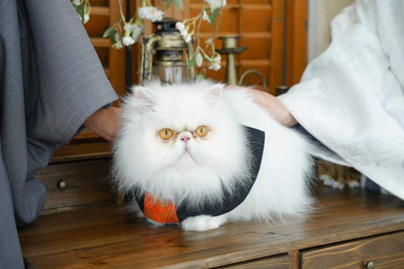 ペットと一緒にスタジオ撮影◇10カットアルバム&撮影データ込◇