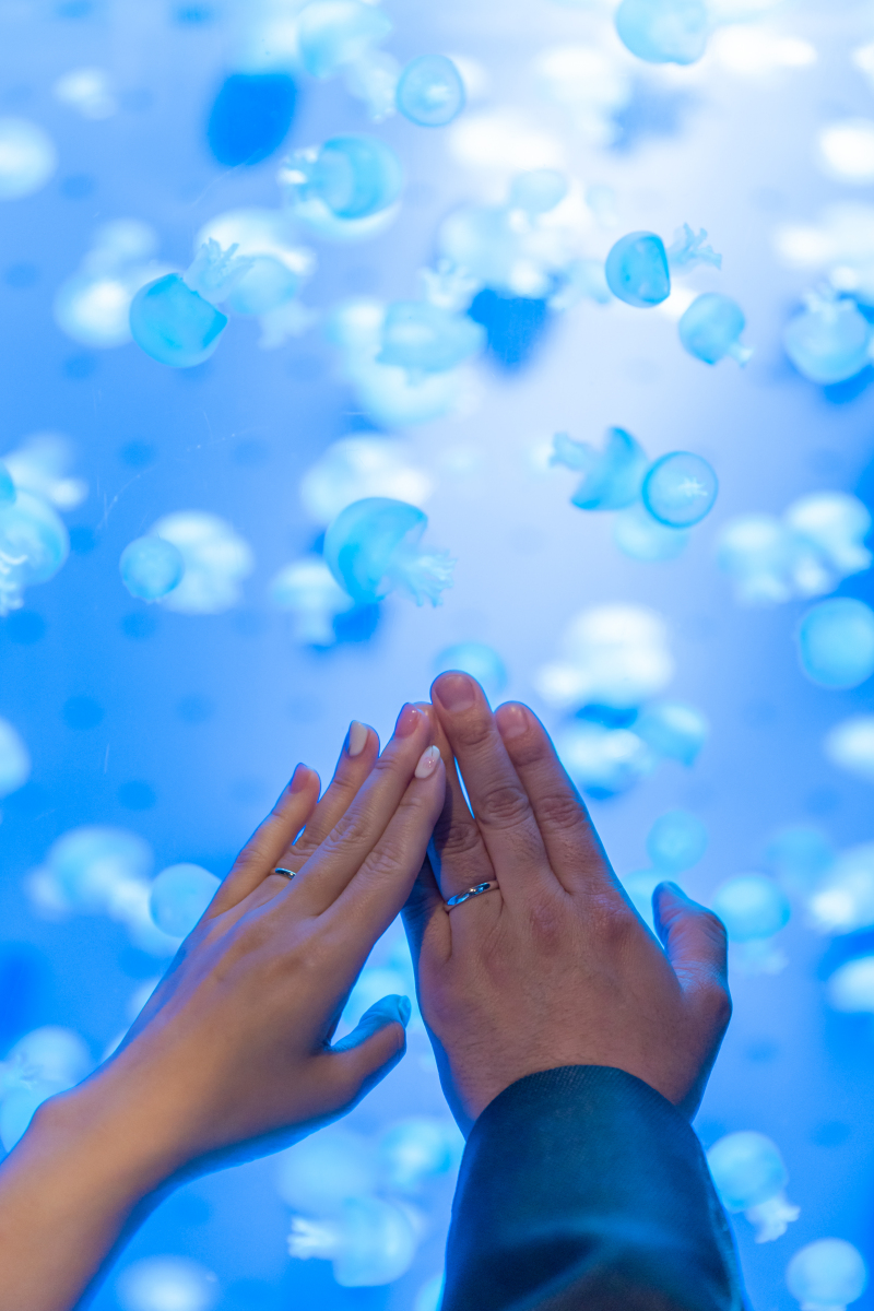 癒し効果たっぷりのクラゲたち