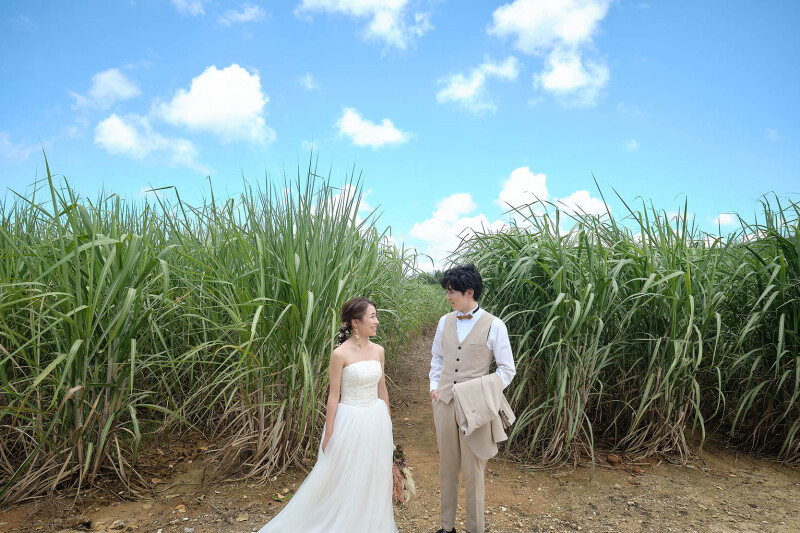 サトウキビ畑