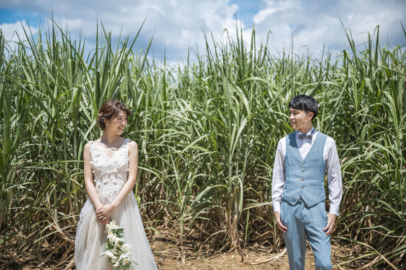 さとうきび畑で*