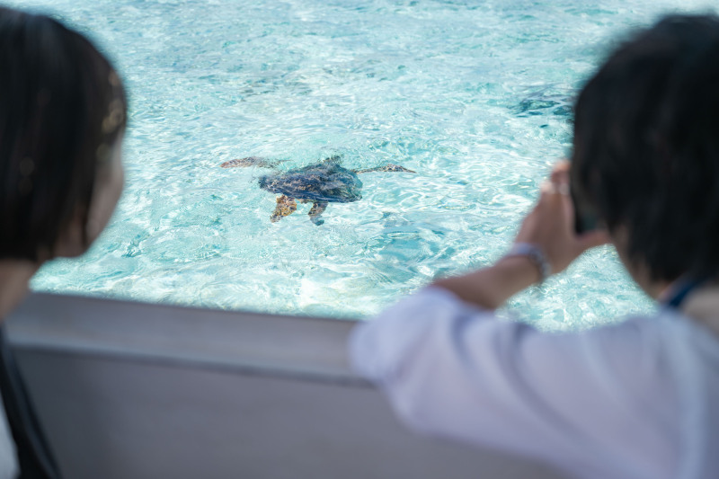 ウミガメも祝福