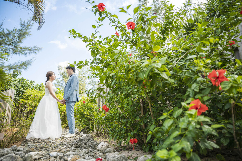 ハイビスカス＊