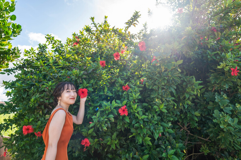 ハイビスカスと