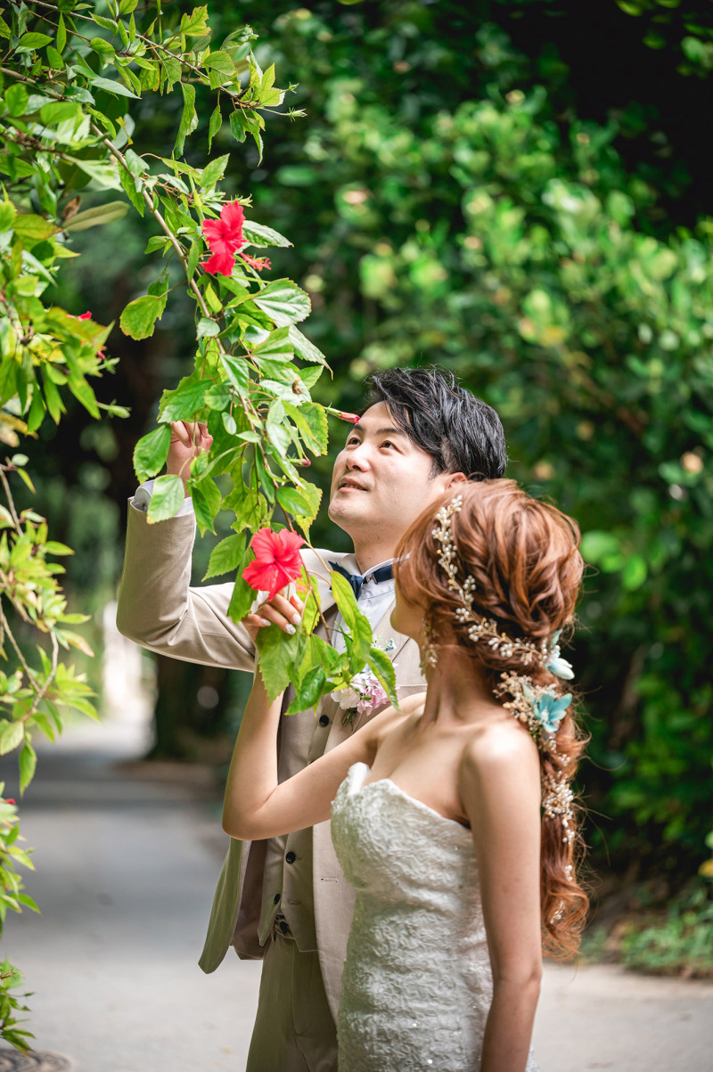 ハイビスカスと