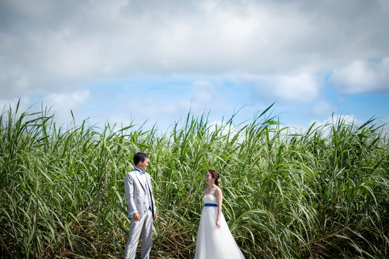 さとうきび畑で