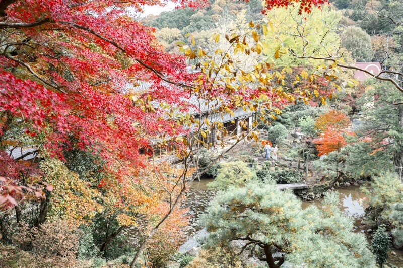 ～紅葉が見頃な日本庭園～　白無垢×色掛下×シルバー紋付