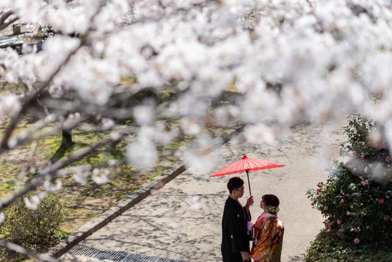 早速、満開の桜ロケからスタートです~(^^)/