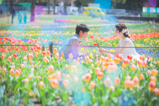 春のお花畑フォト♪　チューリップ×菜の花×桜