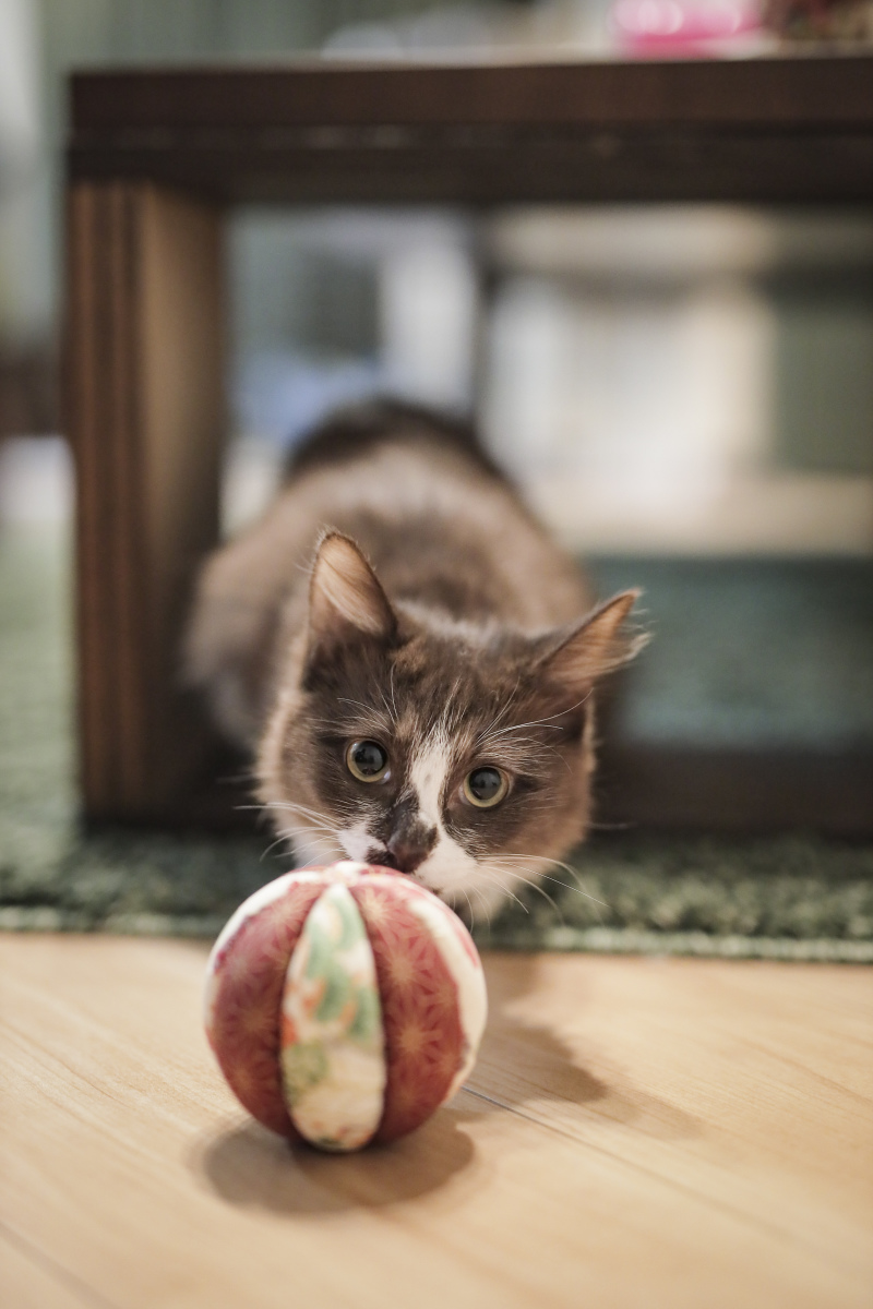 気になるニャ～！撮らないでニャ～！