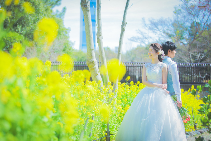 次は、菜の花フォトです~♪またまた満開!