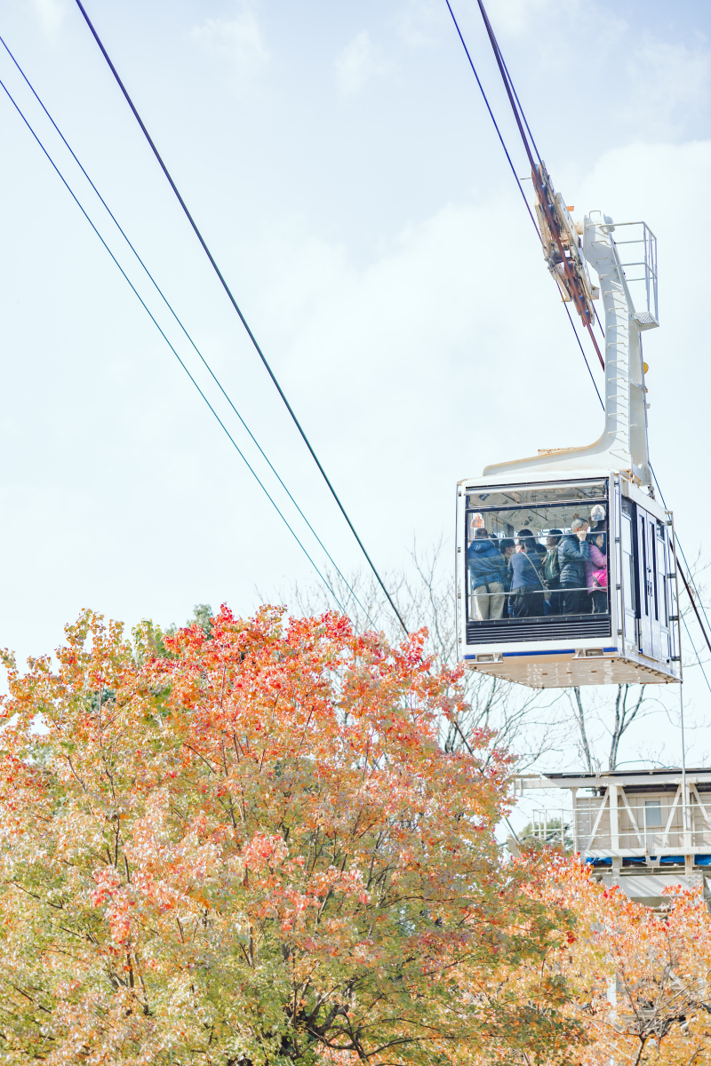 紅葉シーズンは、ロープウェイも満員のようです笑