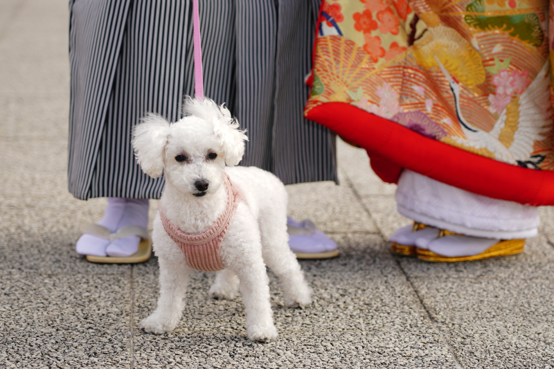ぜひ可愛いペットとの出会いを待っています♪
