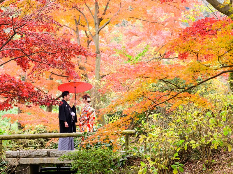 紅葉が魅せる日本の「奥ゆかしさ」