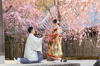 和装　桜　鴨川・圓光寺