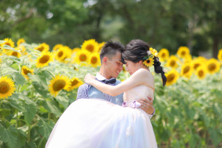 ひまわり満開　明石大橋をバックにロケーション撮影