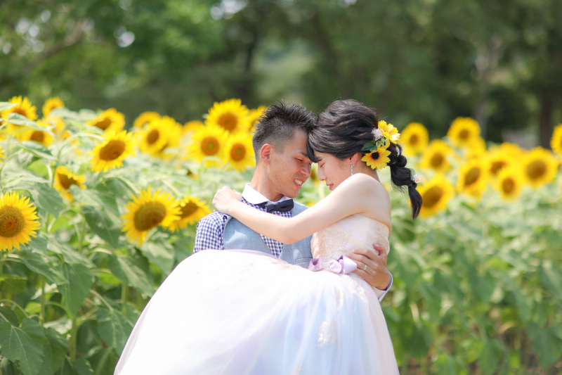 ひまわり満開 明石大橋をバックにロケーション撮影