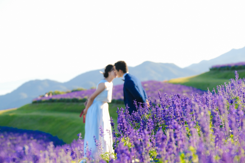 【秋季】秋のあわじ花さじきにてロケーション撮影!【コスモス/サルビア/赤そば】