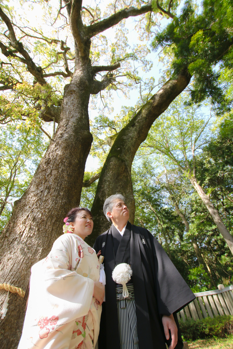 夫婦の大楠〜兵庫県指定天然記念物〜