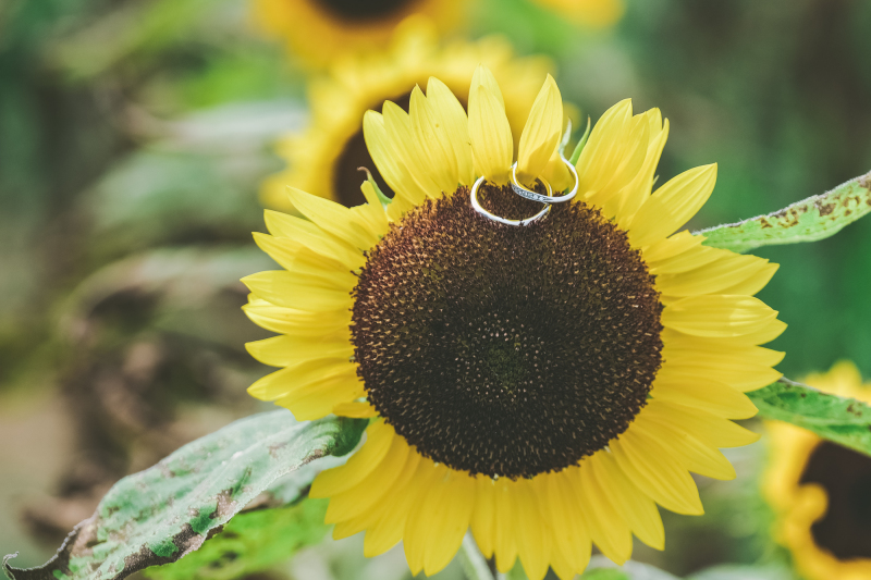 大好きなひまわり