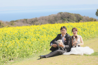 あわじ花さじき菜の花　ロケーション撮影