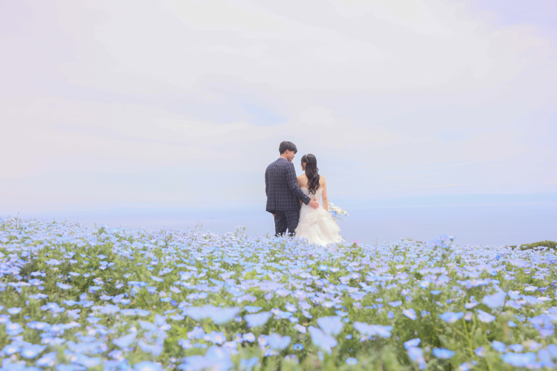 ネモフィラの青い絨毯