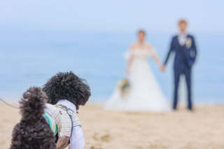 淡路島ビーチ・チャペル　ペットと一緒にロケーション撮影