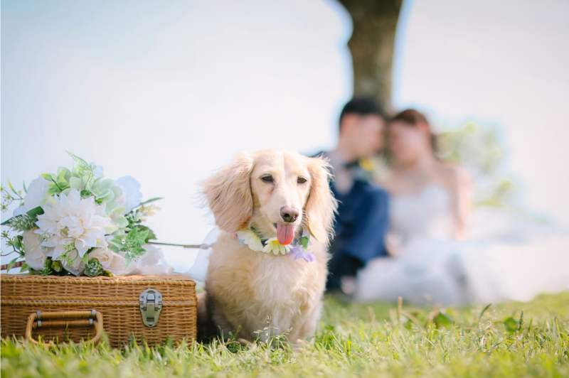 Tabi Photo Wedding®︎ -北野サロン＆淡路島スタジオcadeau- _ペットと一緒に撮影できる