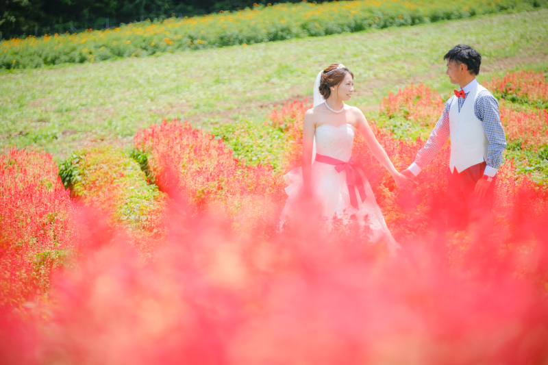 真っ赤な花畑の中で