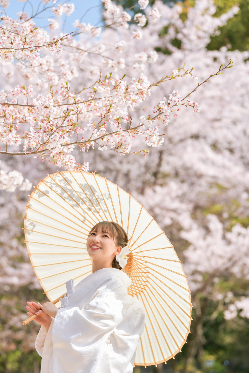 桜　ロケーション撮影
