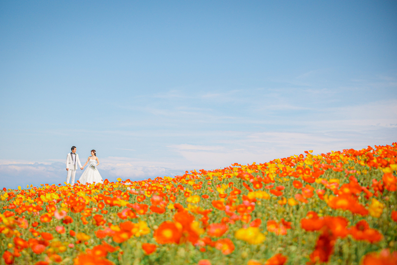 【あわじ島花畑撮影】通年26春まで通年プラン【ストック、菜の花、ポピー】 洋装ロケ撮影 全データ170カット、店頭衣装無料!!
