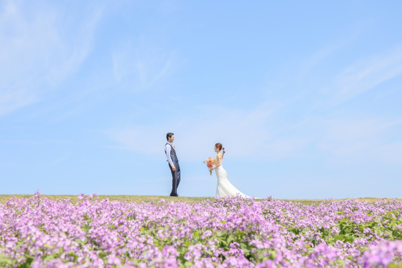【あわじ花さじき】【ひまわり/ 秋桜】洋装150カット【神戸店OPEN価格】通常￥140,800 &rarr; ￥139,000！