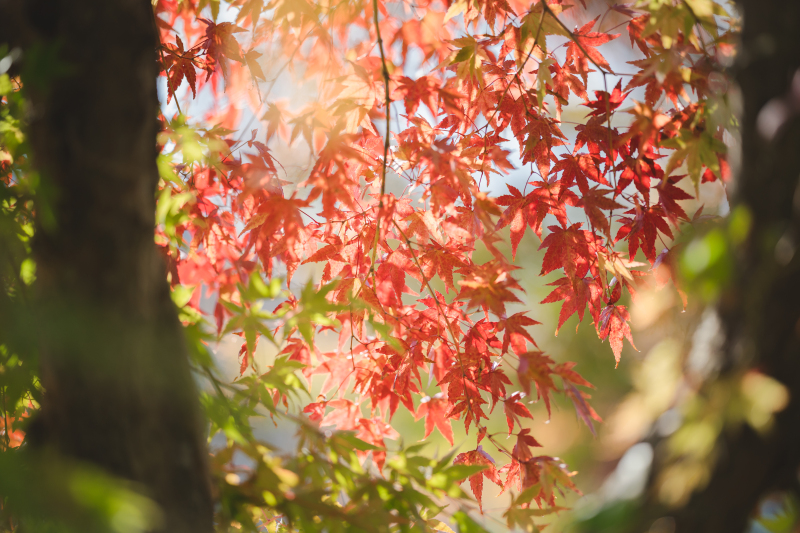 早めの紅葉