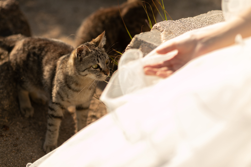 可愛い猫も。