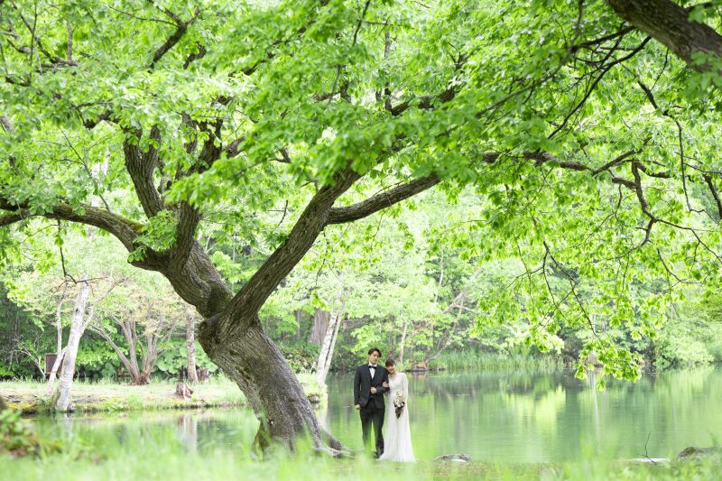 鳥沼公園のメインの木