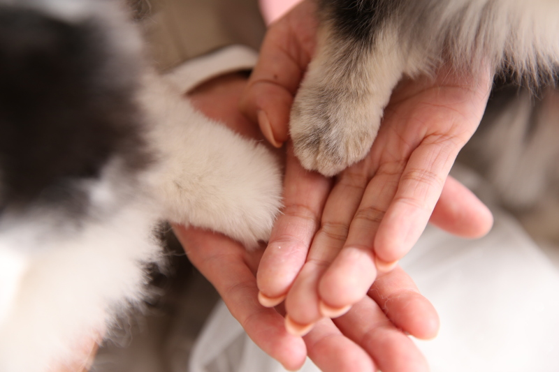 かわいいお手手