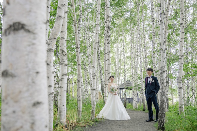 北海道ならでは！白樺並木