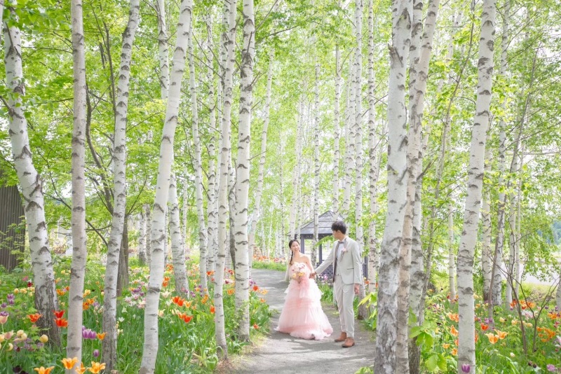 白樺並木 × チューリップ