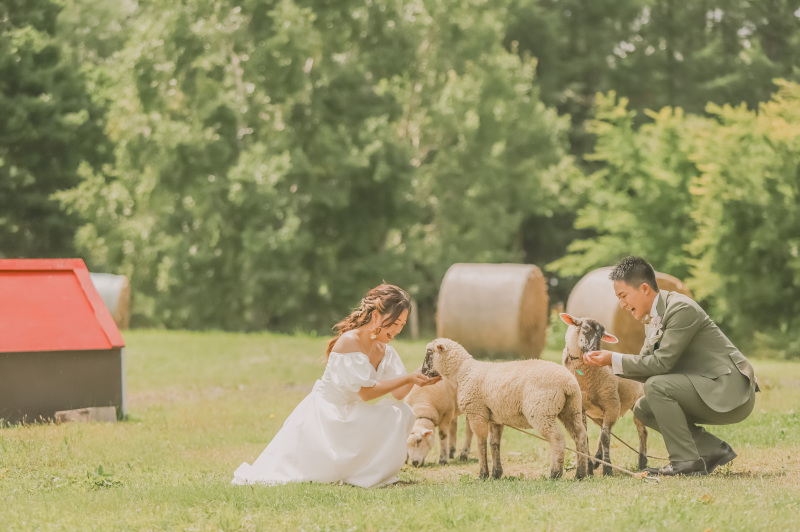 動物好き必見！羊さんと撮影出来ます！