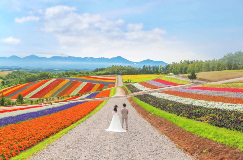 まるでお花の絨毯!カラフルなお花と撮影ができます