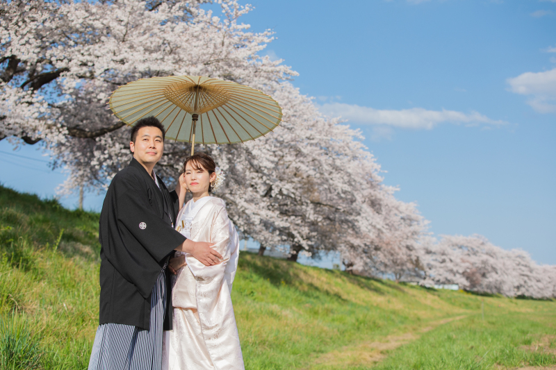 大迫力の桜並木