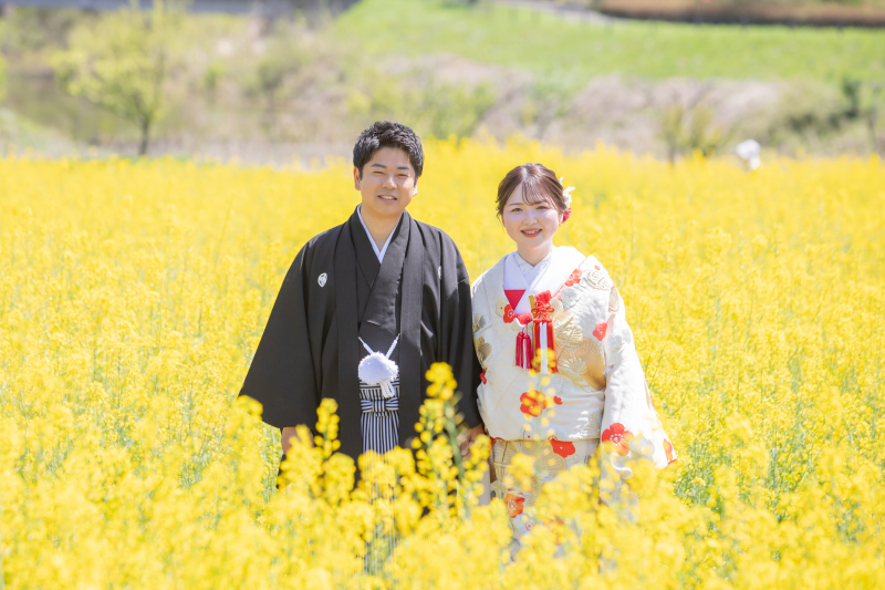 あたり一面の菜の花の花畑