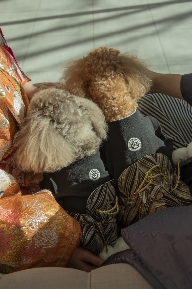 肉球型の家紋♡