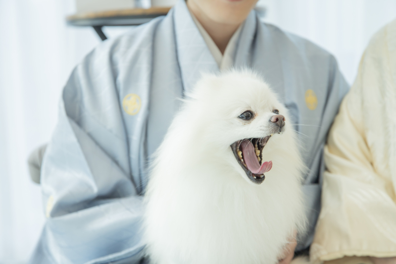 わんちゃんソロショット